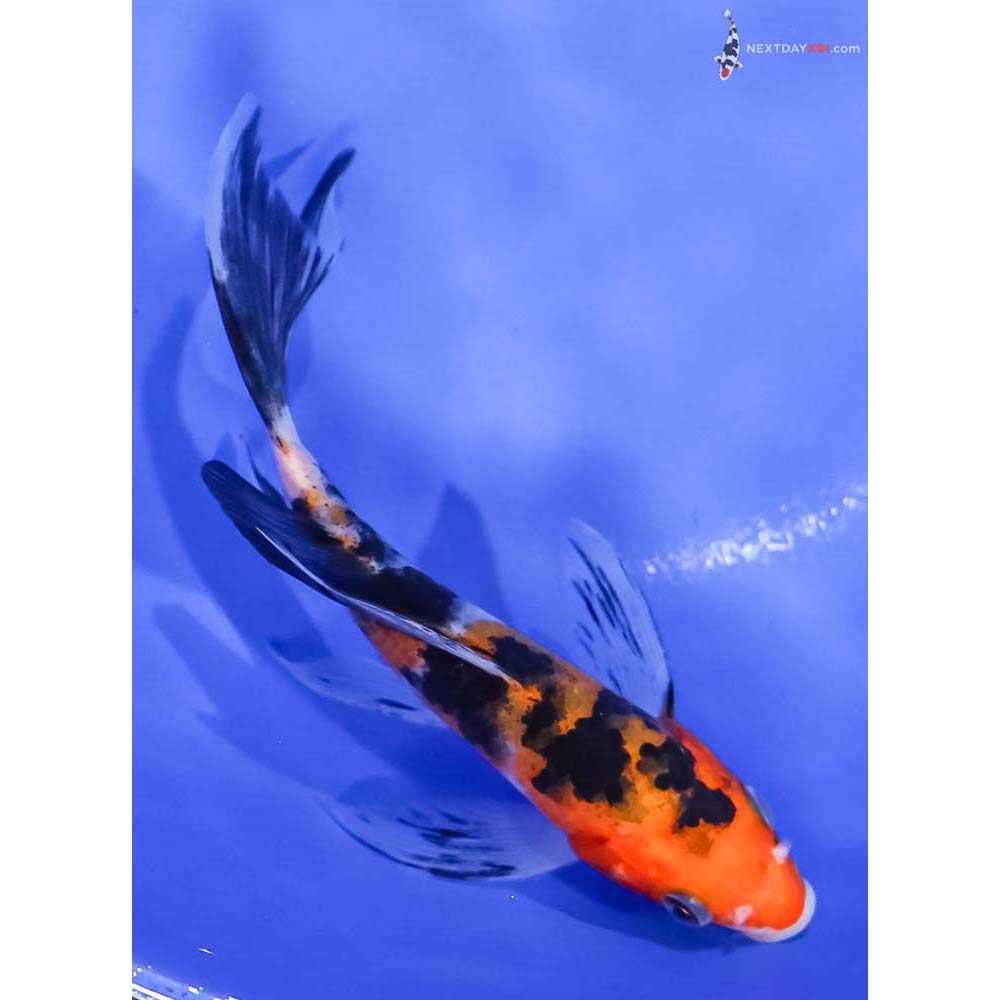 5” Imported Aka Sanke Butterfly Koi