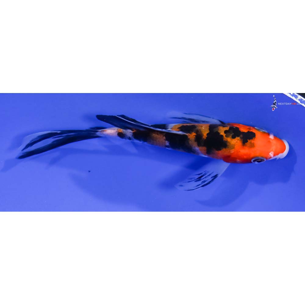 5” Imported Aka Sanke Butterfly Koi