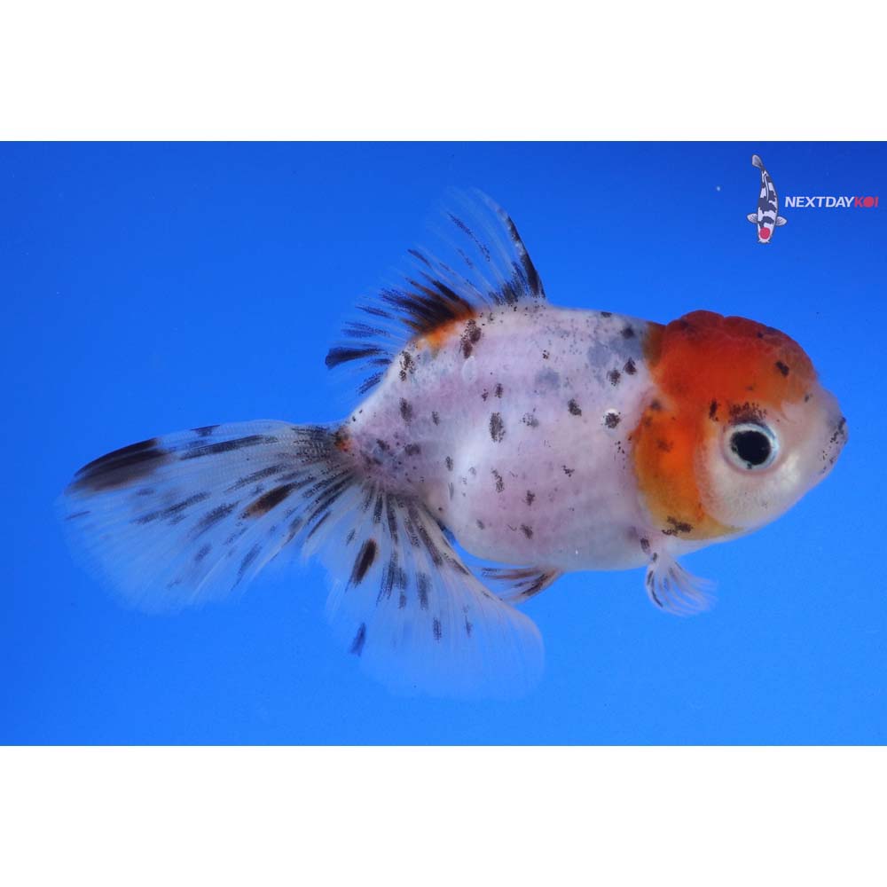 4” Imported Calico Oranda