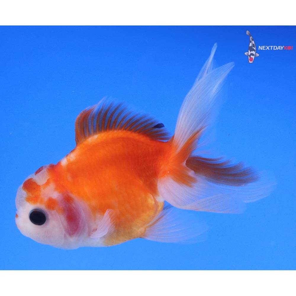 4” Imported Red and White Oranda