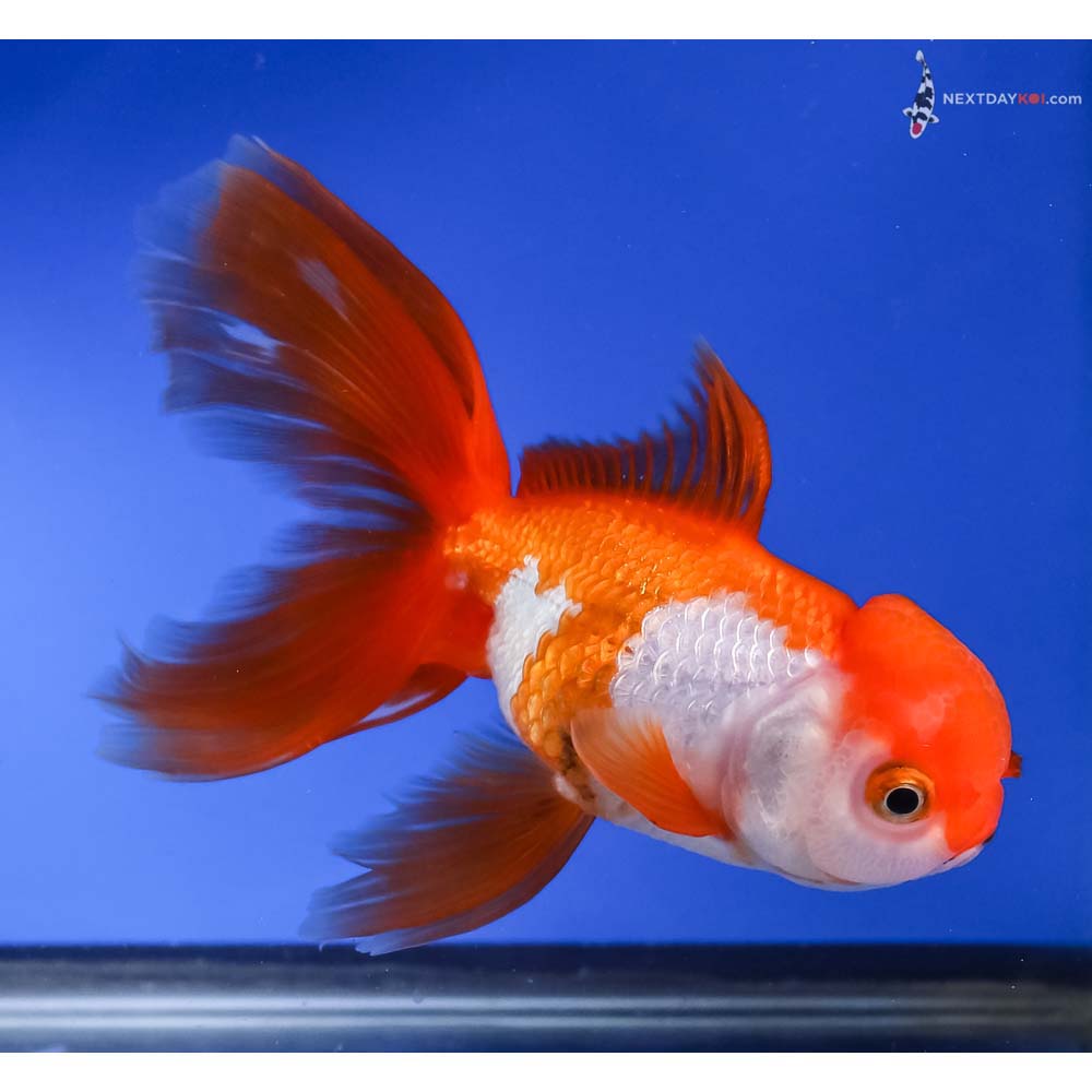5” Imported Tri Color Oranda