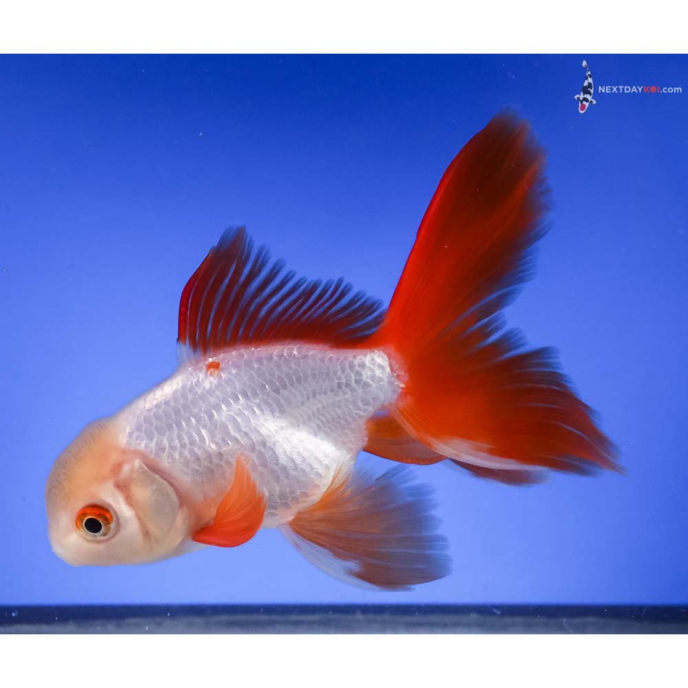 5” Imported Red and White Oranda