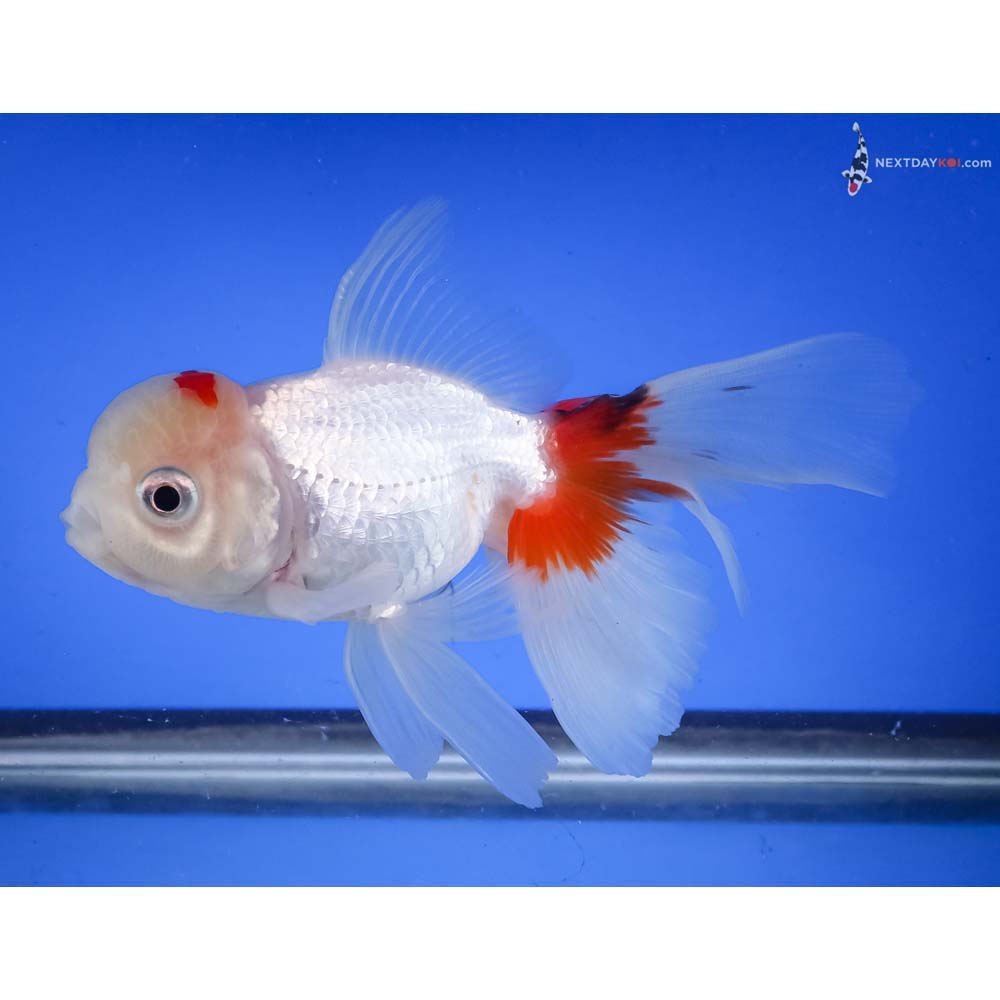 4.5” Imported Red and White Oranda