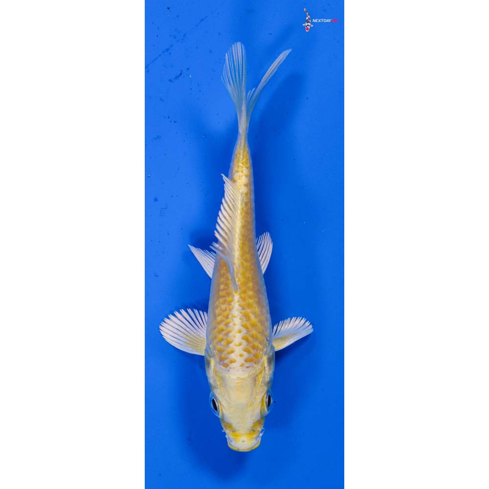 3.5” Imported Yamabuki Ogon
