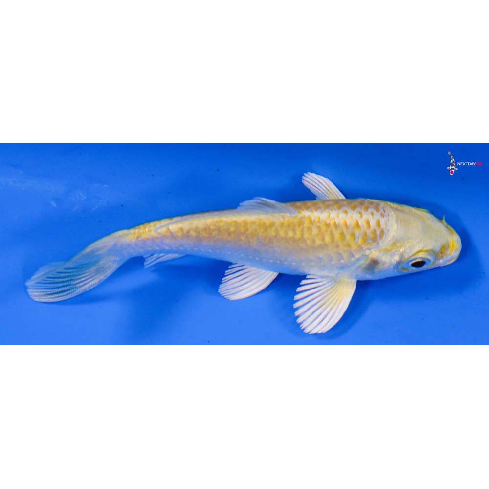 3.5” Imported Yamabuki Ogon