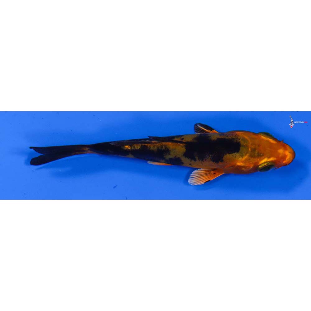 3.5” Imported Doitsu Kin Aka Bekko