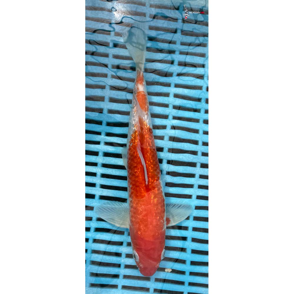 10-12” Imported Gin Rin Kohaku