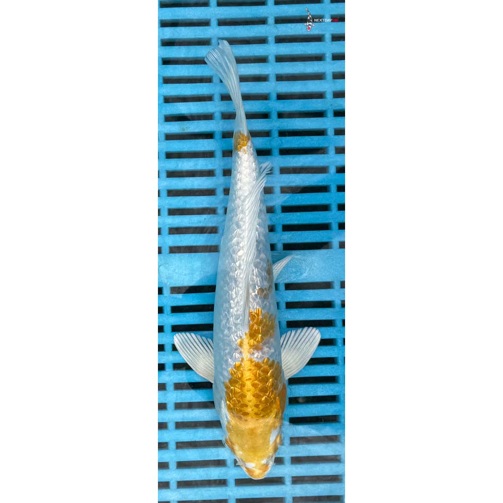 10-12” Imported Gin Rin Lemon Hariwake