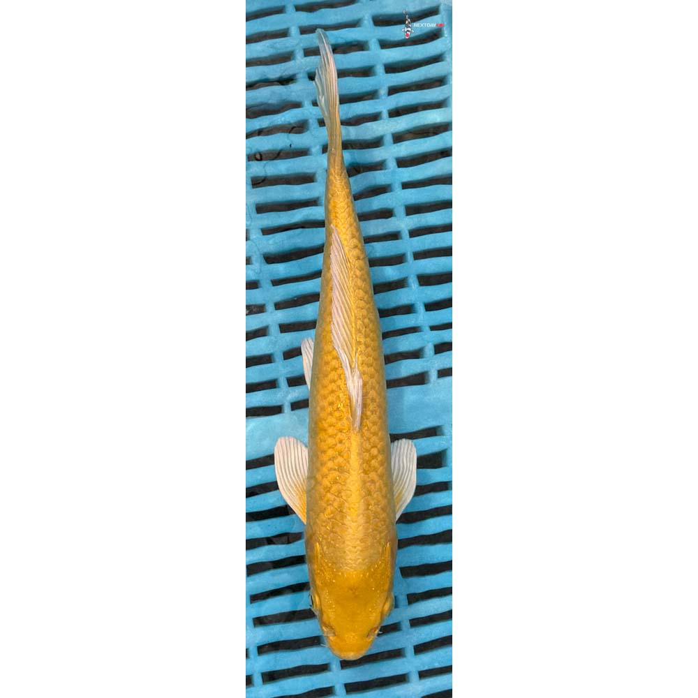 10-12” Imported Yamabuki Ogon