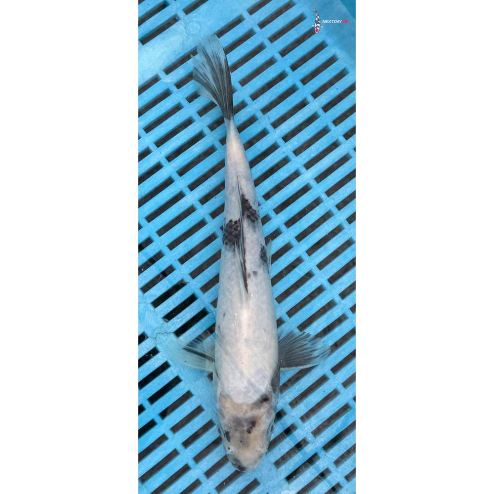 10-12” Imported Shiro Utsuri