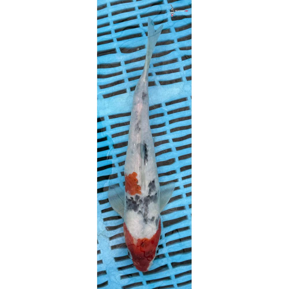10-12” Imported Sanke