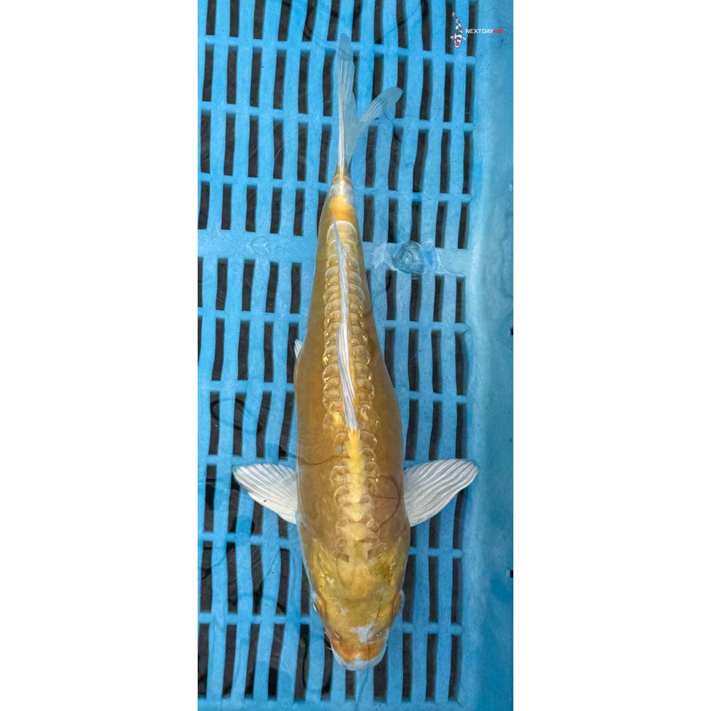 10-12” Imported Doitsu Lemon Hariwake