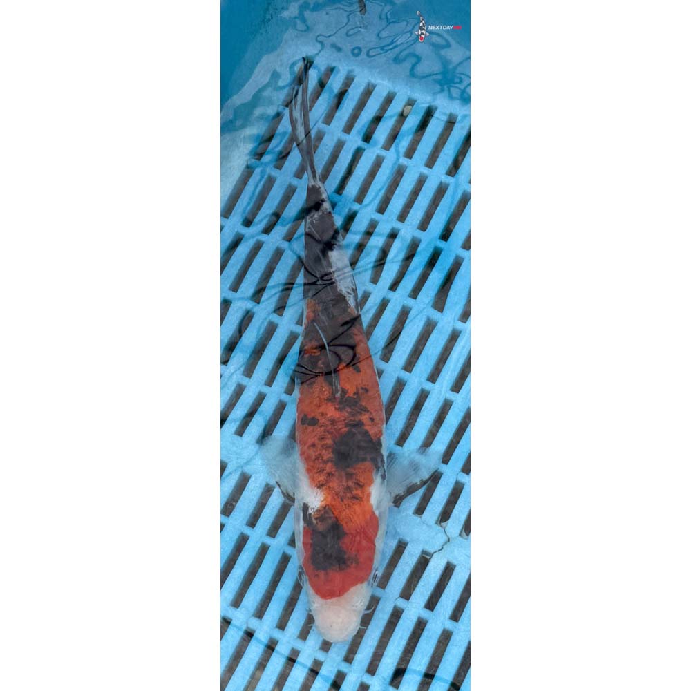 10-12” Imported Sanke