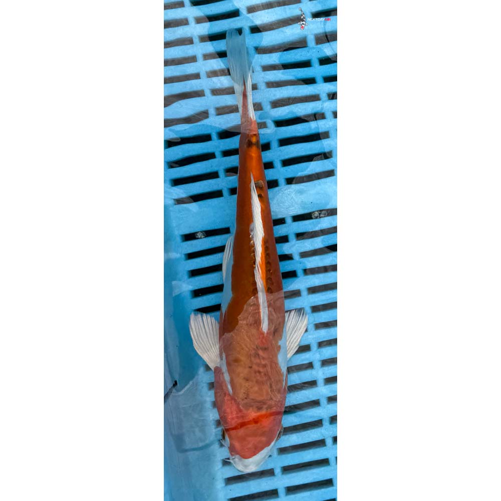 10-12” Imported Doitsu Kujaku