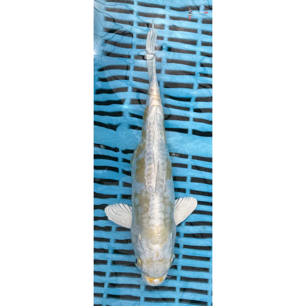 10-12” Imported Doitsu Lemon Hariwake