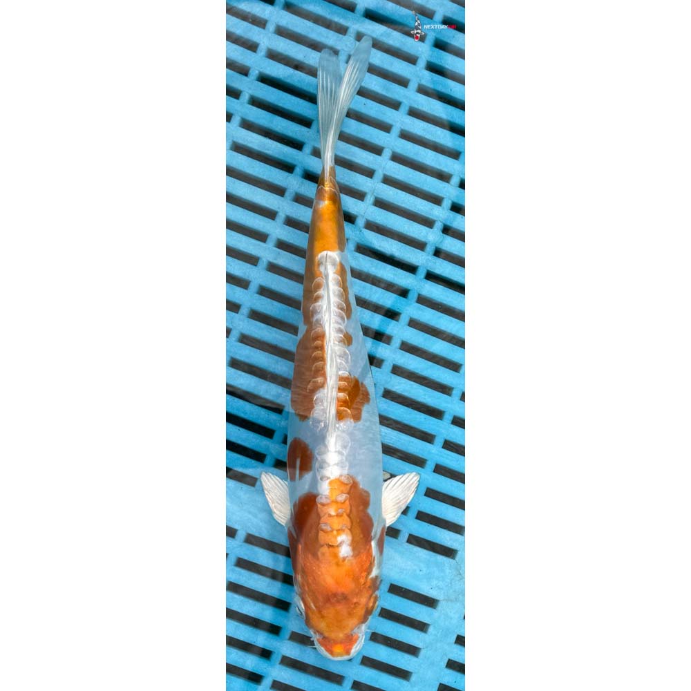 10-12” Imported Kikusui
