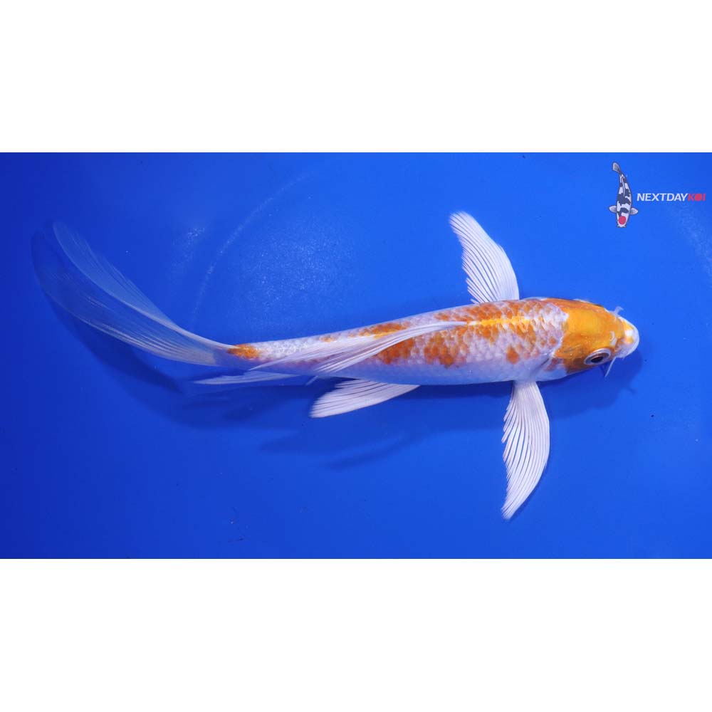 7” Imported Hariwake Butterfly Koi