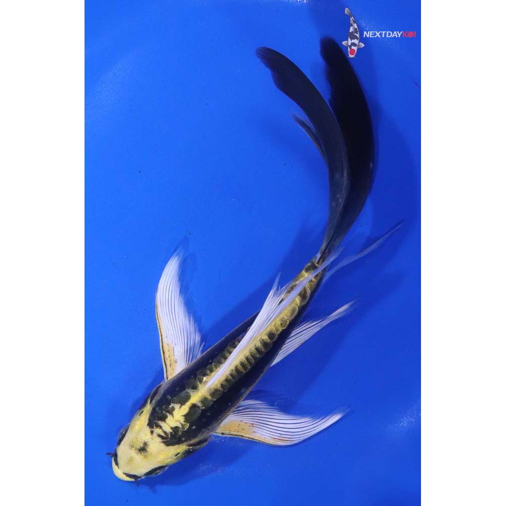 7” Imported Kin Kikokuryu Butterfly Koi