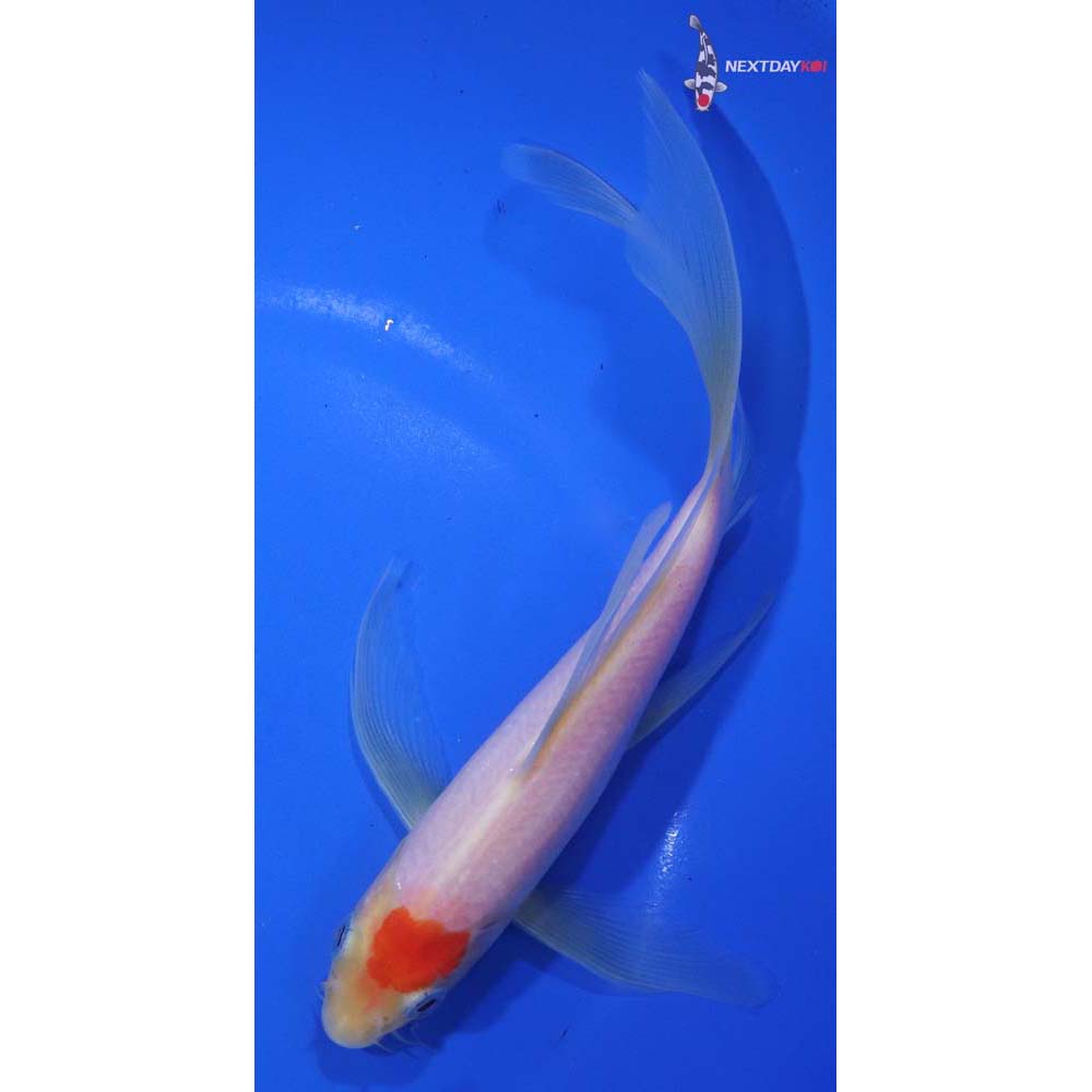 7” Imported Kohaku Butterfly Koi