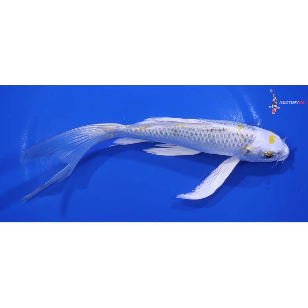 7” Imported Kujaku Butterfly Koi