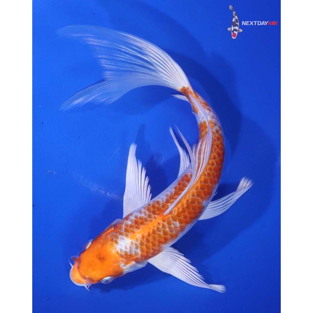 7.5” Imported Hariwake Butterfly Koi
