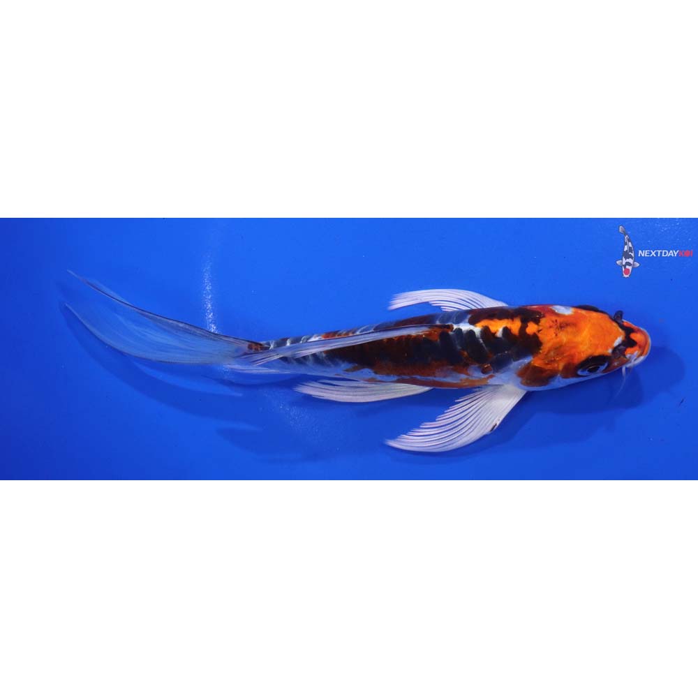 6.5” Imported Doitsu Kujaku Butterfly Koi