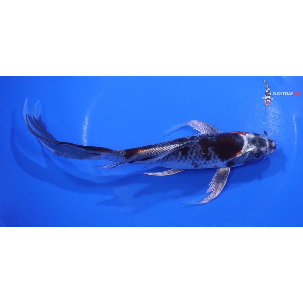 7.5” Imported Kujaku Butterfly Koi