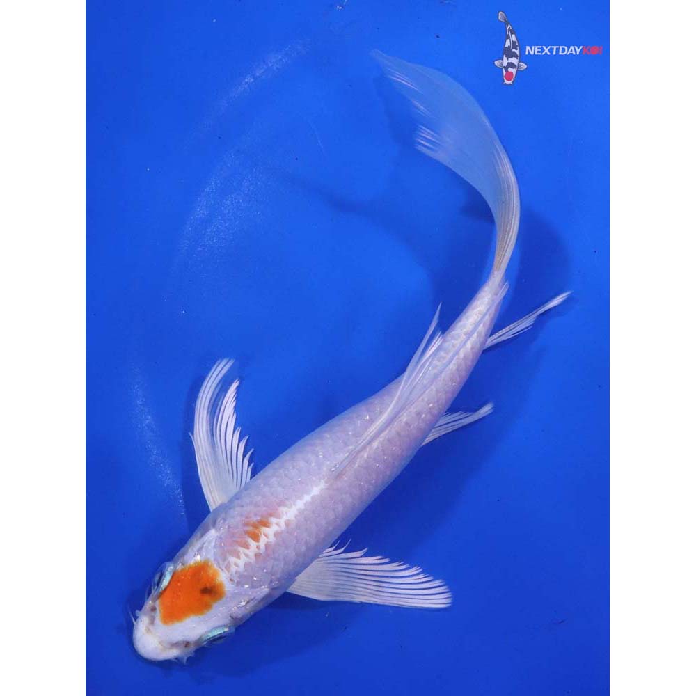 7.5” Imported Hariwake Butterfly Koi
