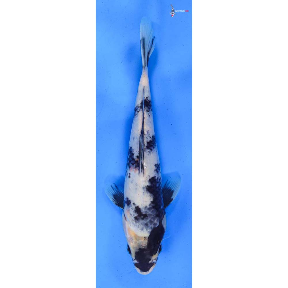 9” Imported Shiro Utsuri