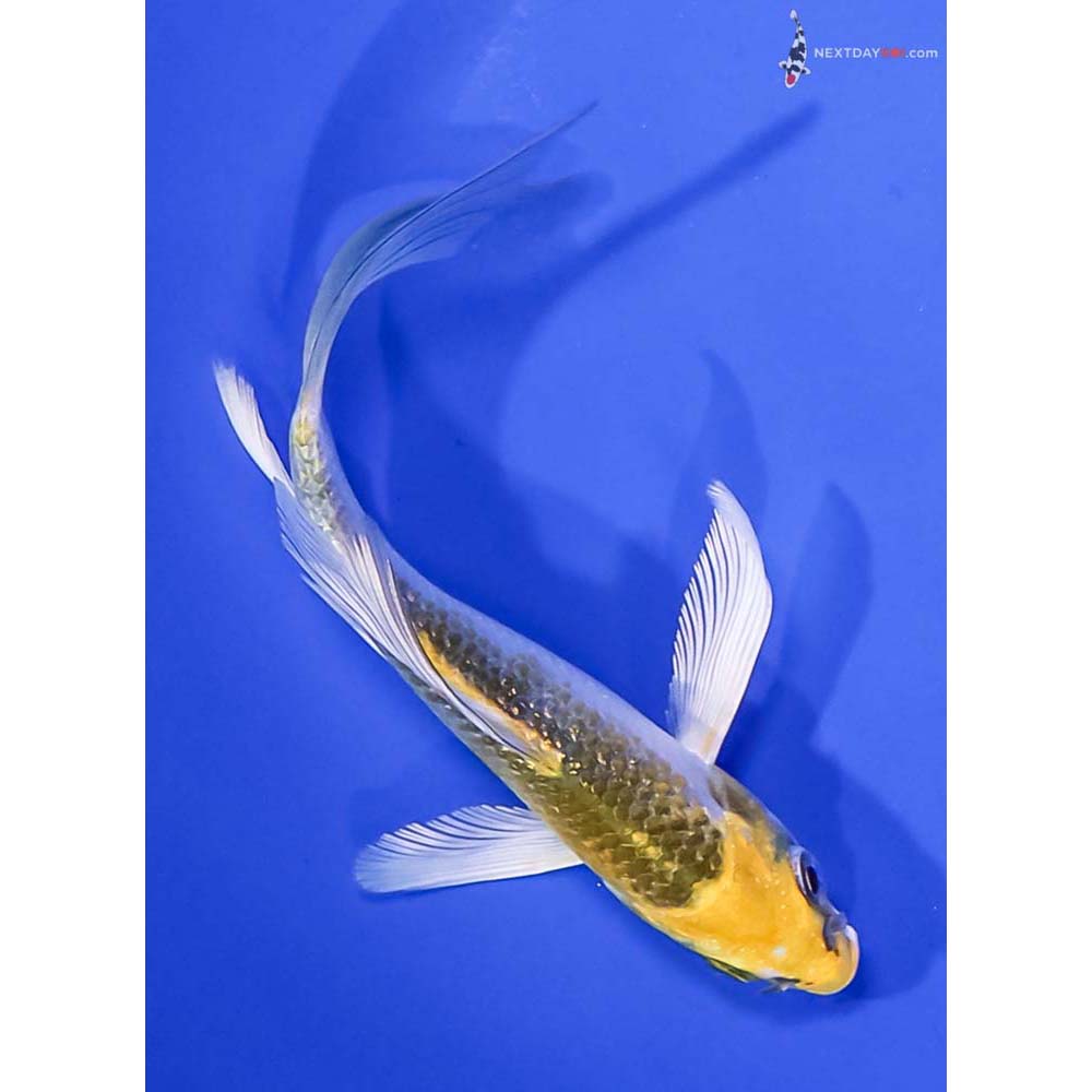4” Imported Kujaku Butterfly Koi