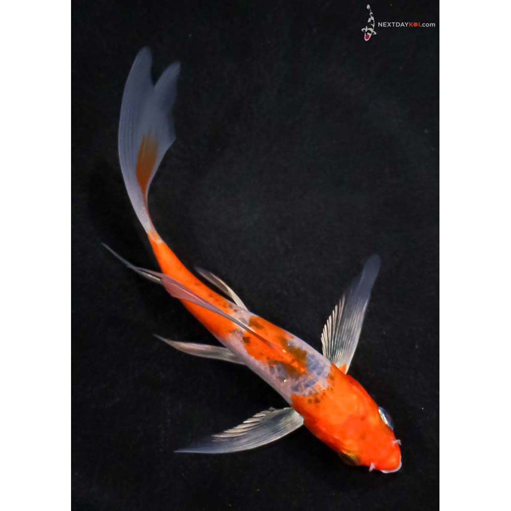5” Imported Goshiki Butterfly Koi