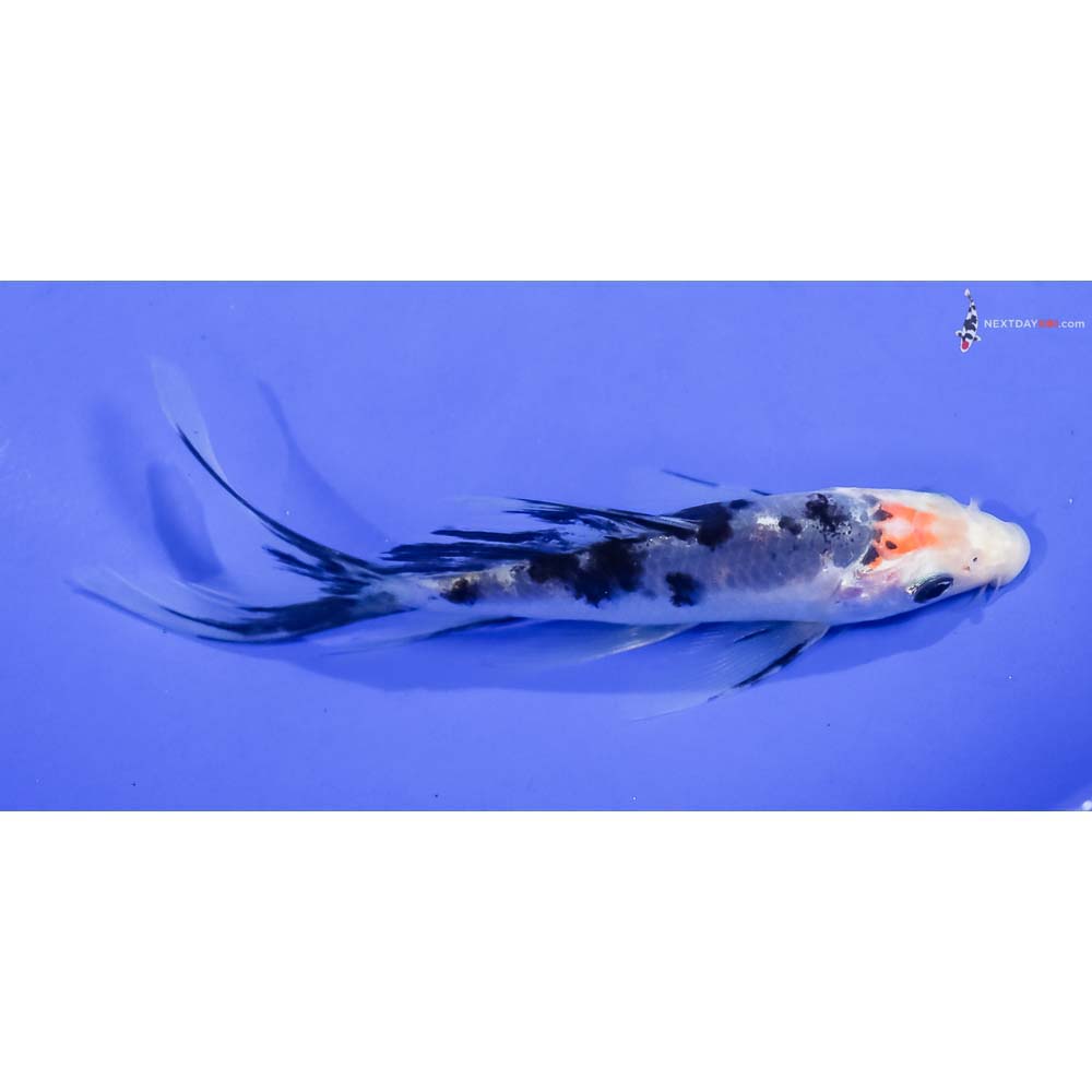 5” Imported Shiro Bekko Butterfly Koi