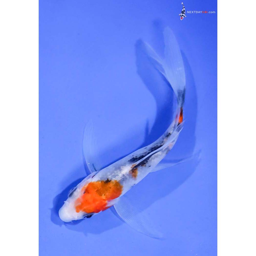 4.5” Imported Sanke Butterfly Koi