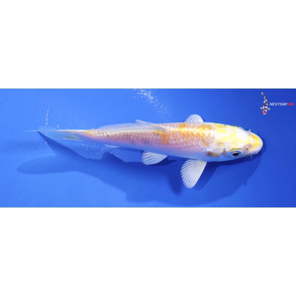4” Imported Lemon Hariwake