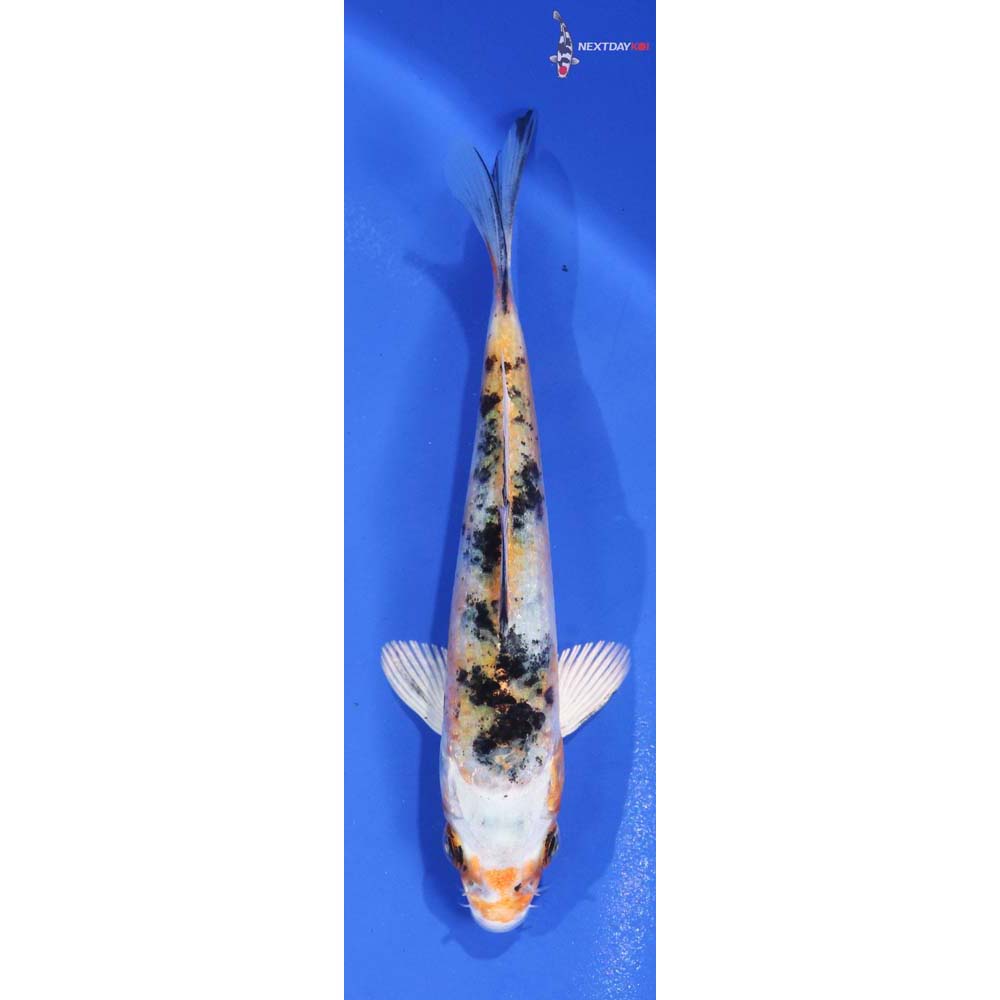 4” Imported Yamato Nishiki