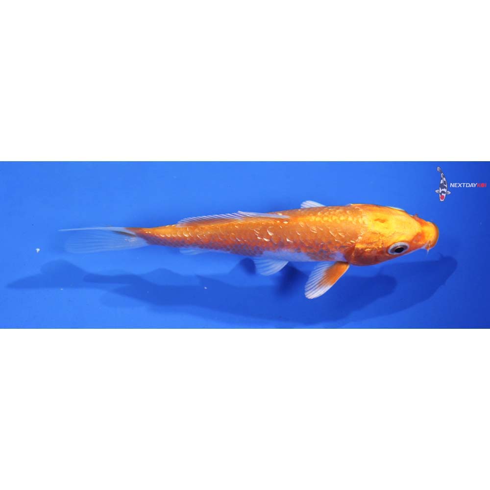 4.5” Gin Rin Imported Hariwake
