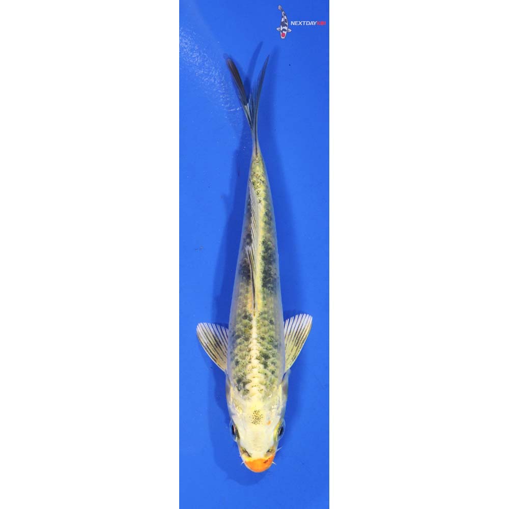 4.5” Imported Ki Bekko