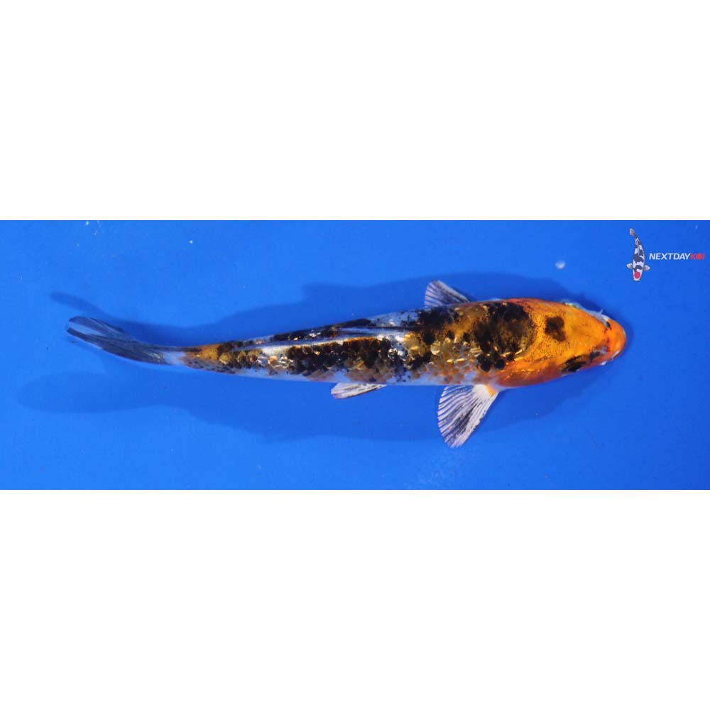 4.5” Imported Gin Rin Showa