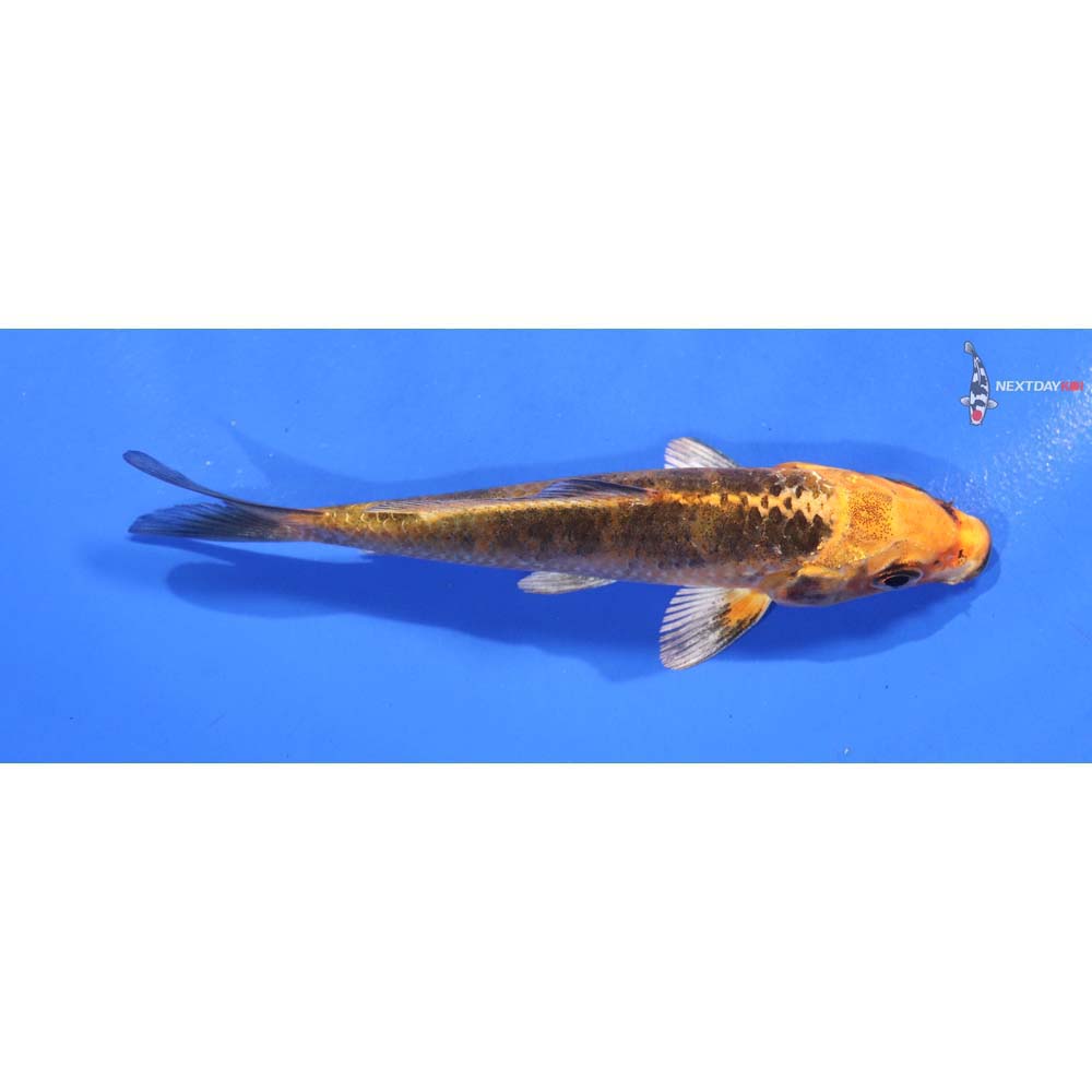 4.5” Imported Orenji Matsuba