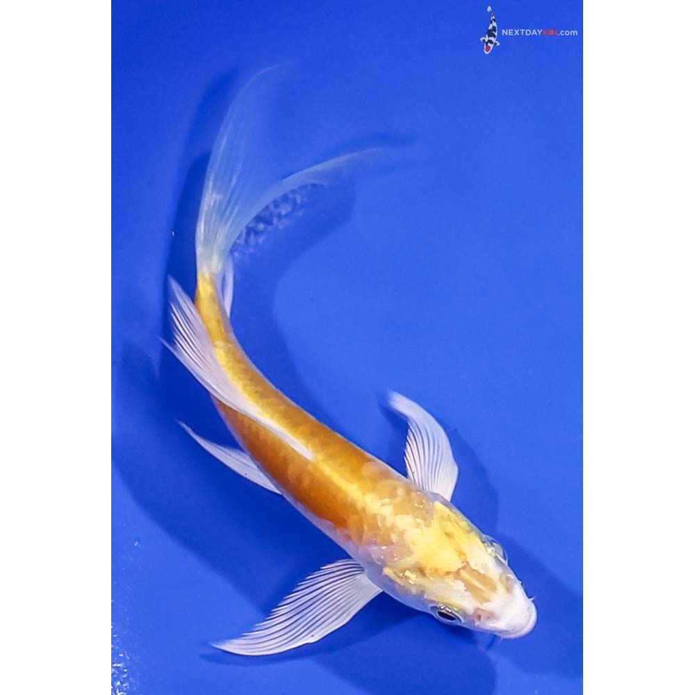 5” Imported Doitsu Lemon Hariwake Butterfly Koi