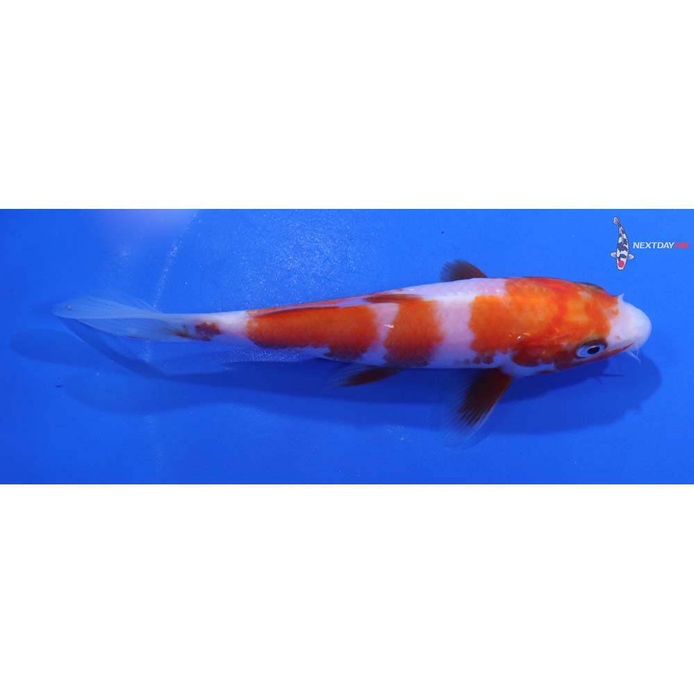 5” Imported Kohaku