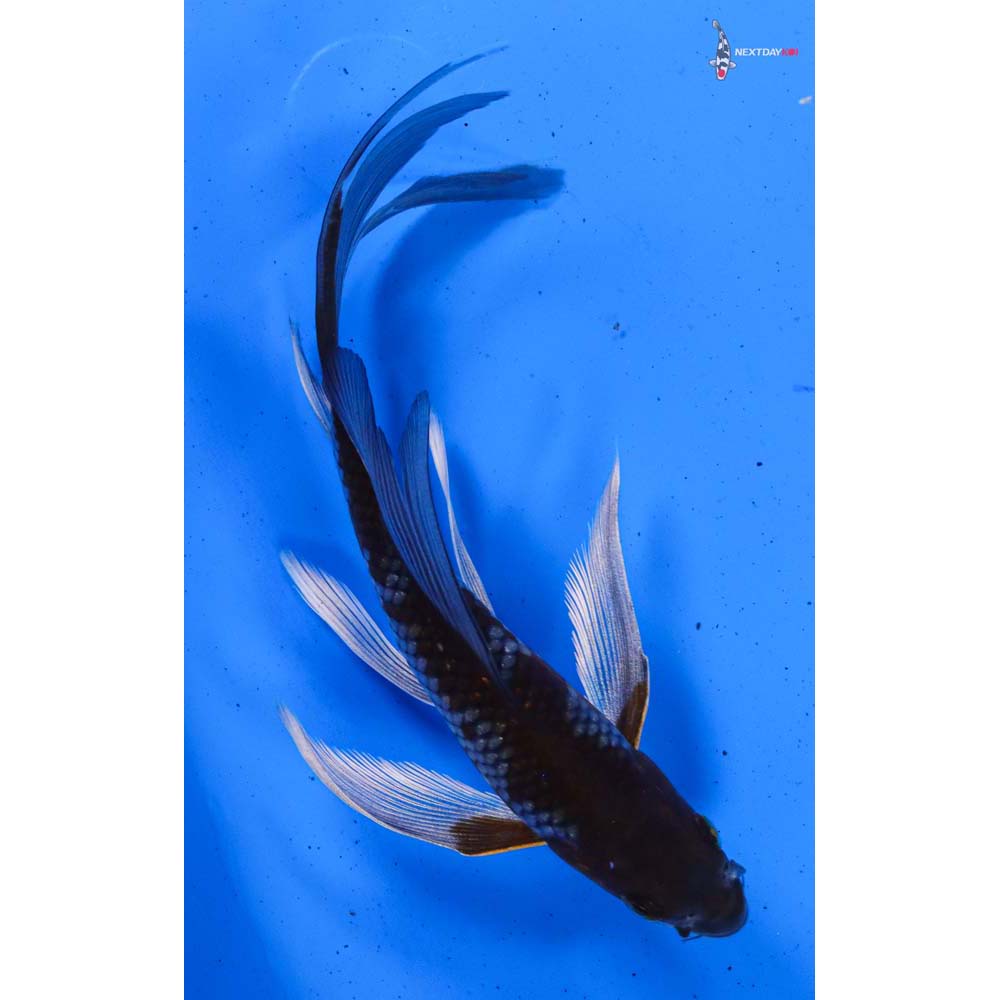 6” Imported Ochiba Shigure Butterfly Koi