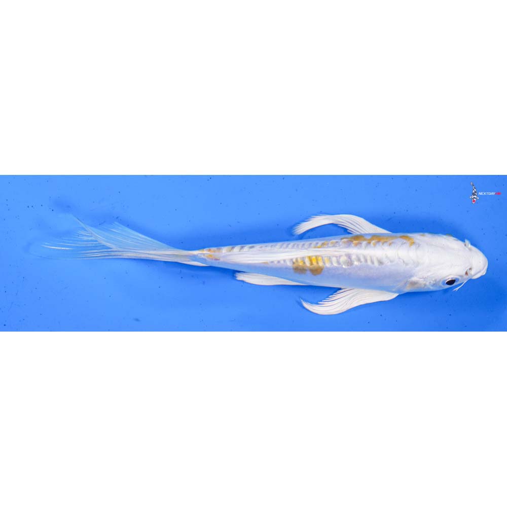 6” Imported Doitsu Lemon Hariwake Butterfly Koi