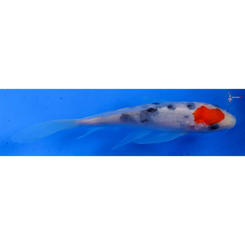 5.5” Imported Sanke Butterfly Koi