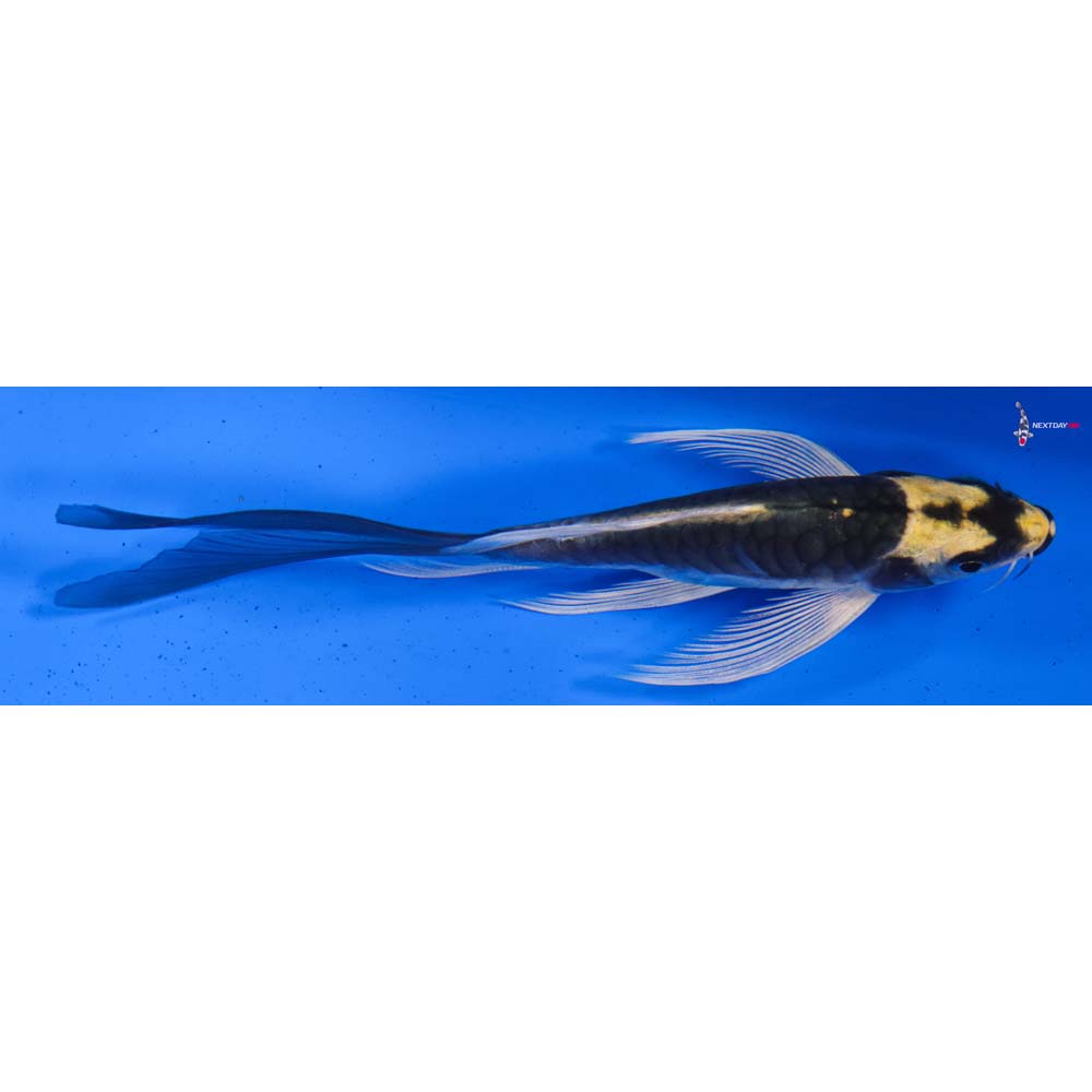 5.5” Imported Armor Scaled Kin Kikokuryu Butterfly Koi
