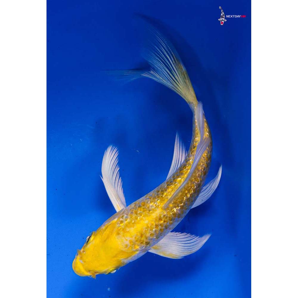 5” Imported Gin Rin Lemon Hariwake Butterfly Koi