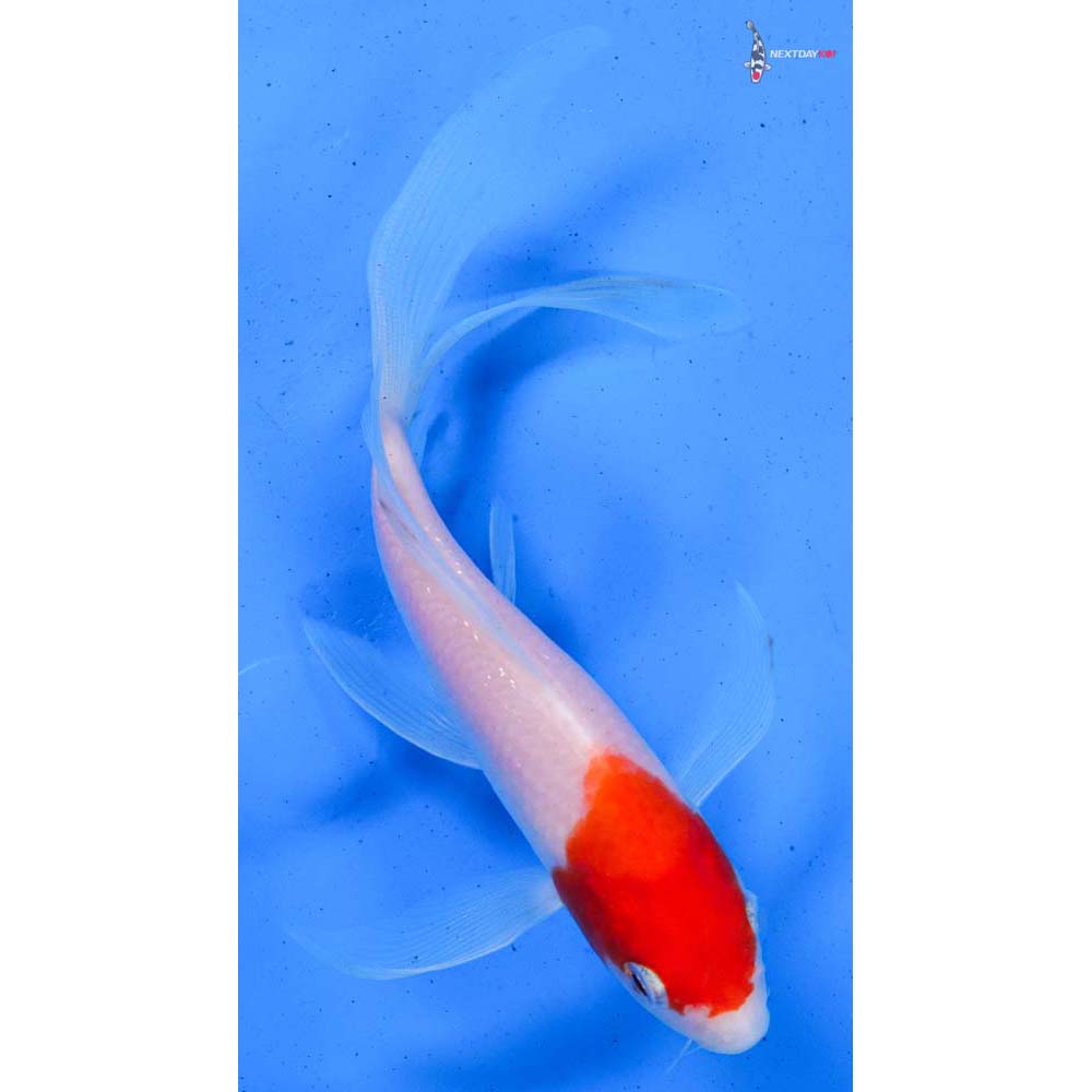 7” Imported Kohaku Butterfly Koi