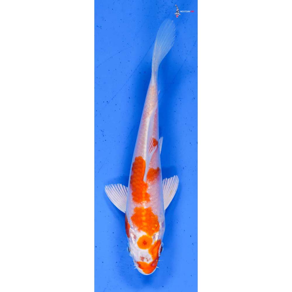 5” Imported Hariwake