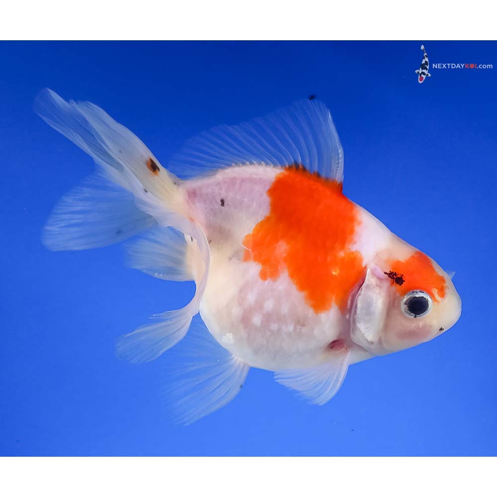 4.5” Imported Calico Pearlscale