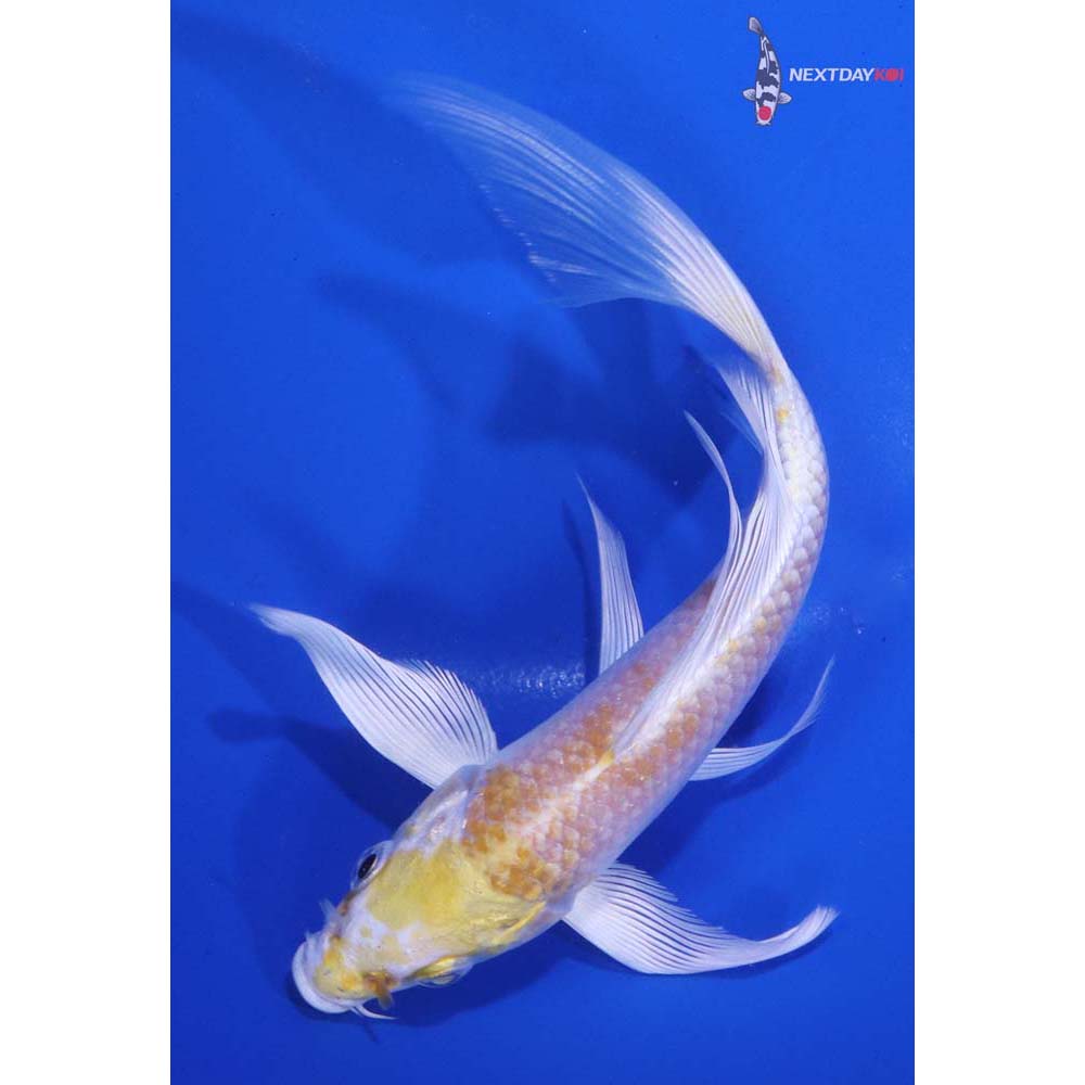 6” Imported Lemon Hariwake Butterfly Koi